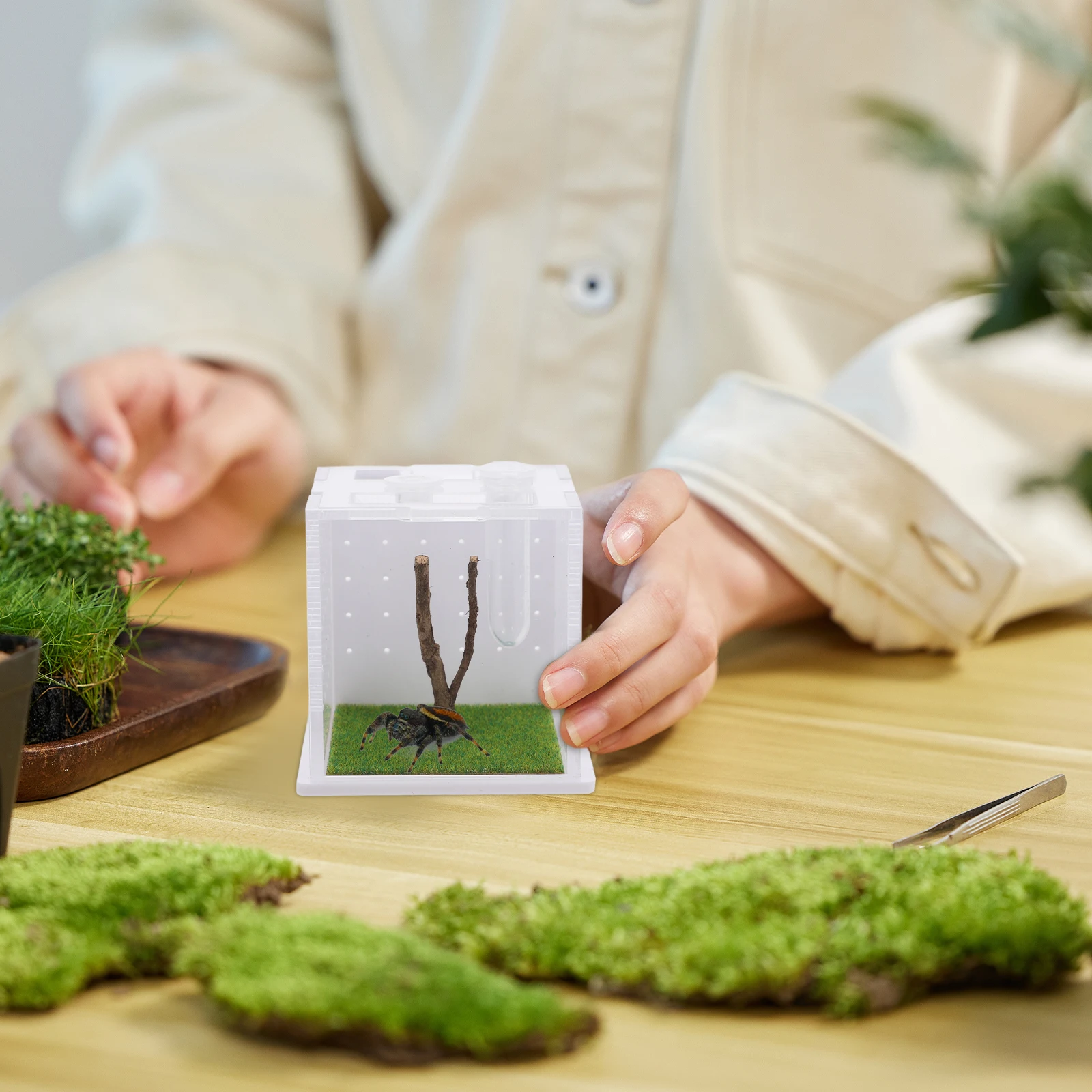 

Jumping Spider Habitat Box Transparent Acrylic Insect Breeding Container Breathable Ventilation Small Pet Display Case For Home