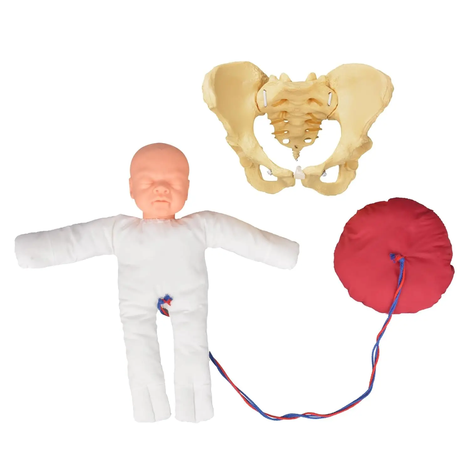 Flexible Female Pelvic Skeleton Model Pelvic Floor Life-Size Obstetric Childbirth Education Anatomy Doll for Gynecological Train