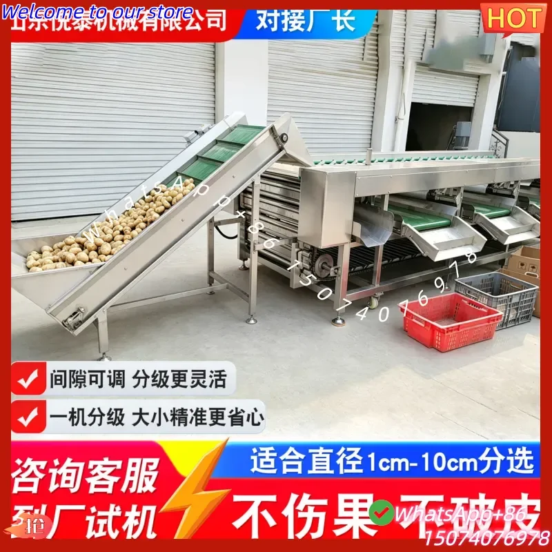 2026 Citrus lime sorting, do not want to scratch the peel, which grading machine to choose, stainless steel roller bar