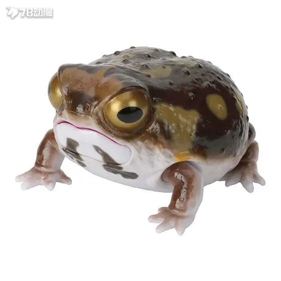 Bandai Gashapon ของแท้ 'ภาพประกอบทางชีวภาพ' Series - Horned Frog, Short-Headed Frog & Bread Frog Figures (Collectible Na