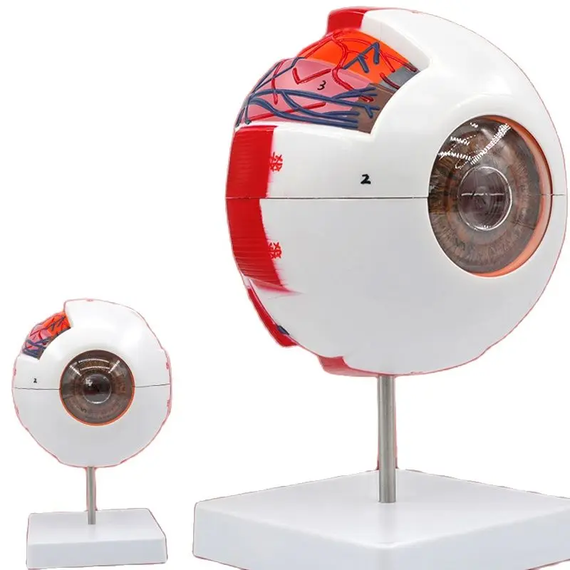 Eyeball Anatomy Model w/ Numeral Sign, 6X Enlarged Human Eye Anatomical Model, Removable 7 Parts, For Study Display Teaching