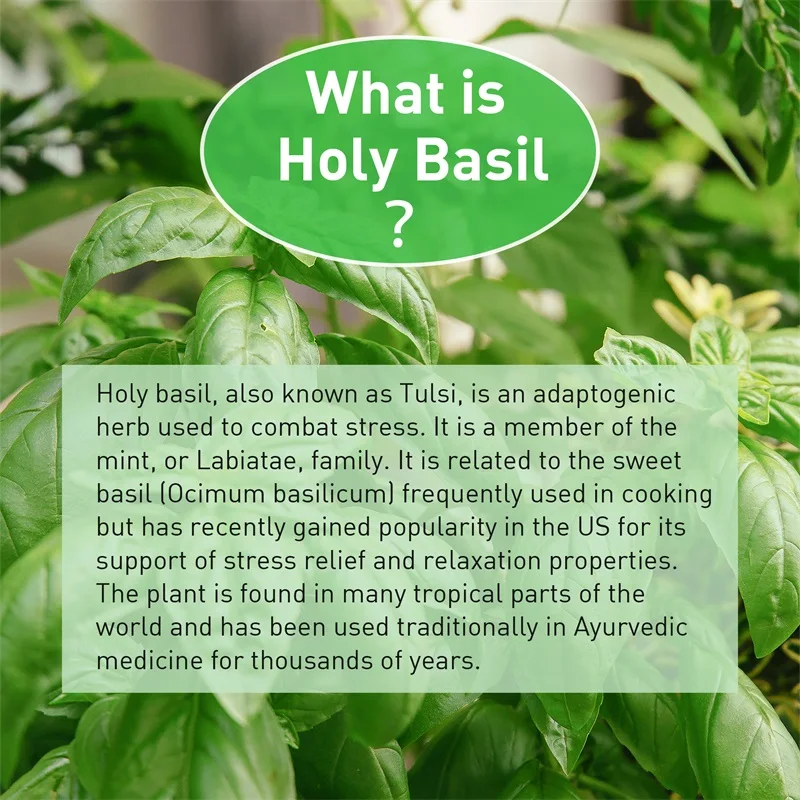 Holy Basil - Supports Respiratory Health, Boosts Immunity, Non-GMO