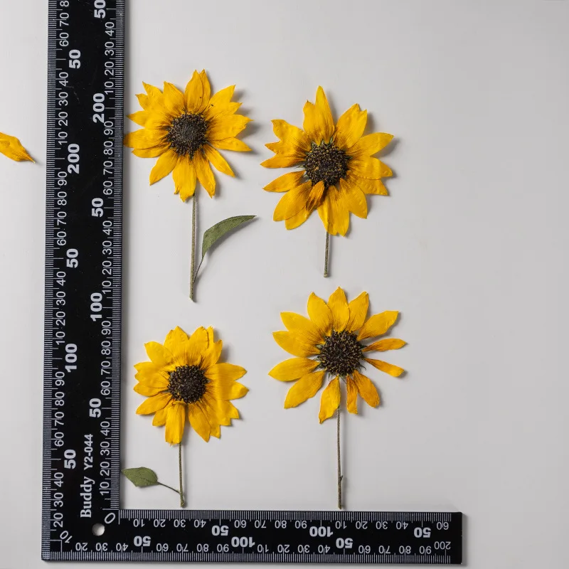 2 Stück/5–6 cm Blütenkopf, Ture Pressed Mini-Sonnenblumenzweig, geprägter Pflanzen-Tropfenkleber, Handyschale, DIY-Lesezeichen, Kartenmaterial – Detail 8