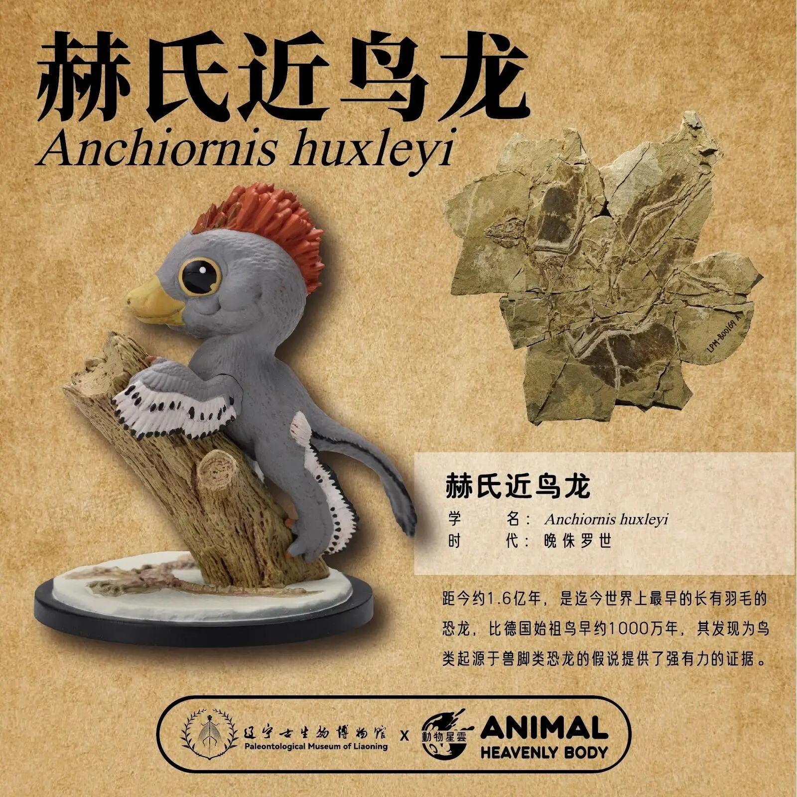 DIERENHEEMSE LICHAAM Studio Anchiornis Huxleyi Model Psittacosaurus Dinosaurus Dierencollectie Scène Decoratie