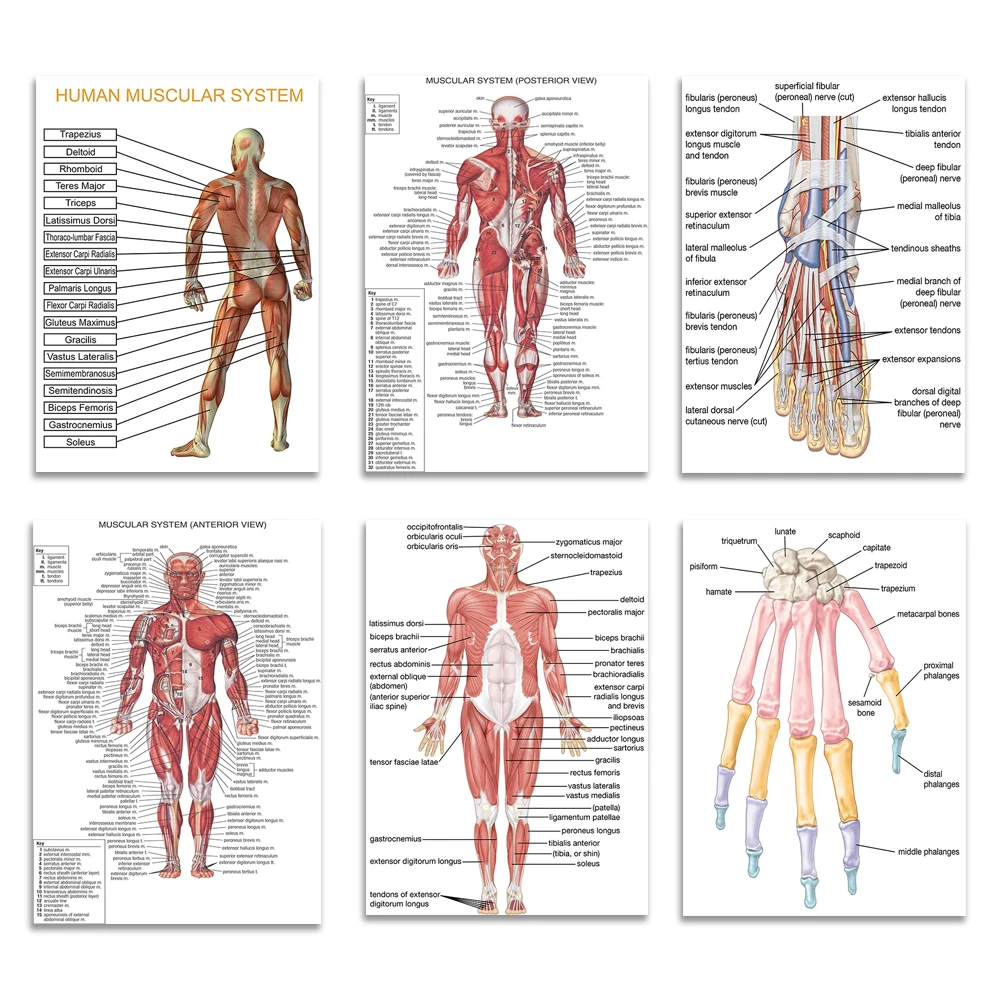 Educational Scientific Poster - Human Muscular System Back Foot Muscles Tendons Nerves Hand Bones Foot Skeleton Anatomy Chart