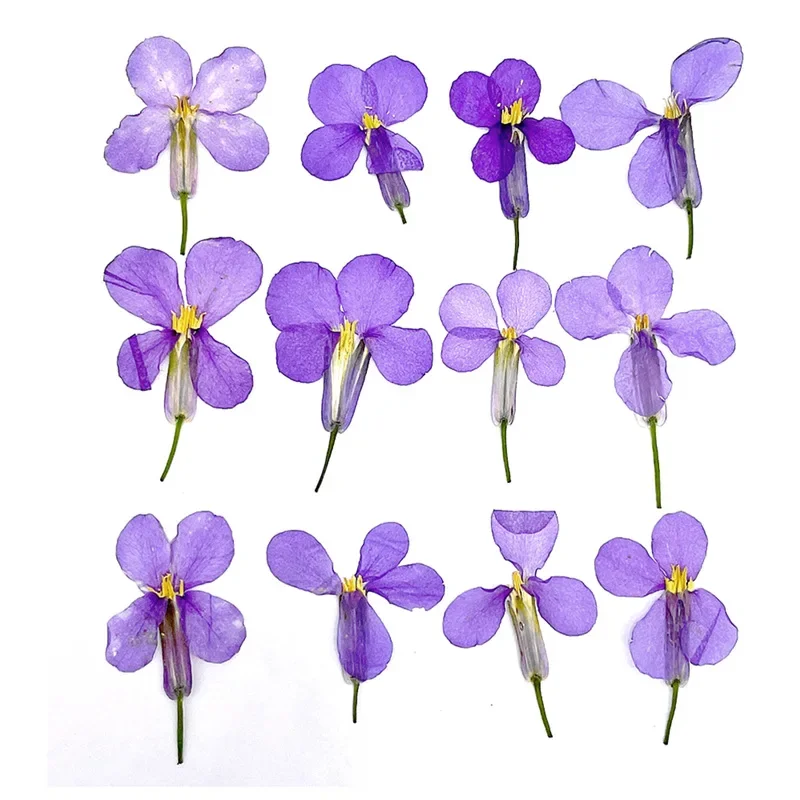 2-4cm/24pcs,Orychophragmus violaceus Embossed Plant Specimen Teaching Manicure Face Decoration Candle Photo Frame real Flower