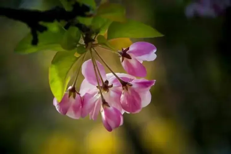 

Комплект из 4 металлических колесных дисков 1.9 Beadlock для радиоуправляемых краулеров 1:10 Axial SCX10, SCX10 II, 90046, AXI03007, D90, Yikong, Traxxas TRX4