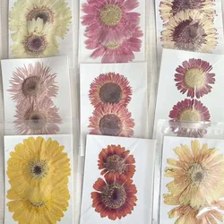 6~11CM/ Real Natural Pressed Dry Flowers,Dried Press Gerbera Flowers Head DIY For Epoxy Resin Jewelry,Candle Making Supplies