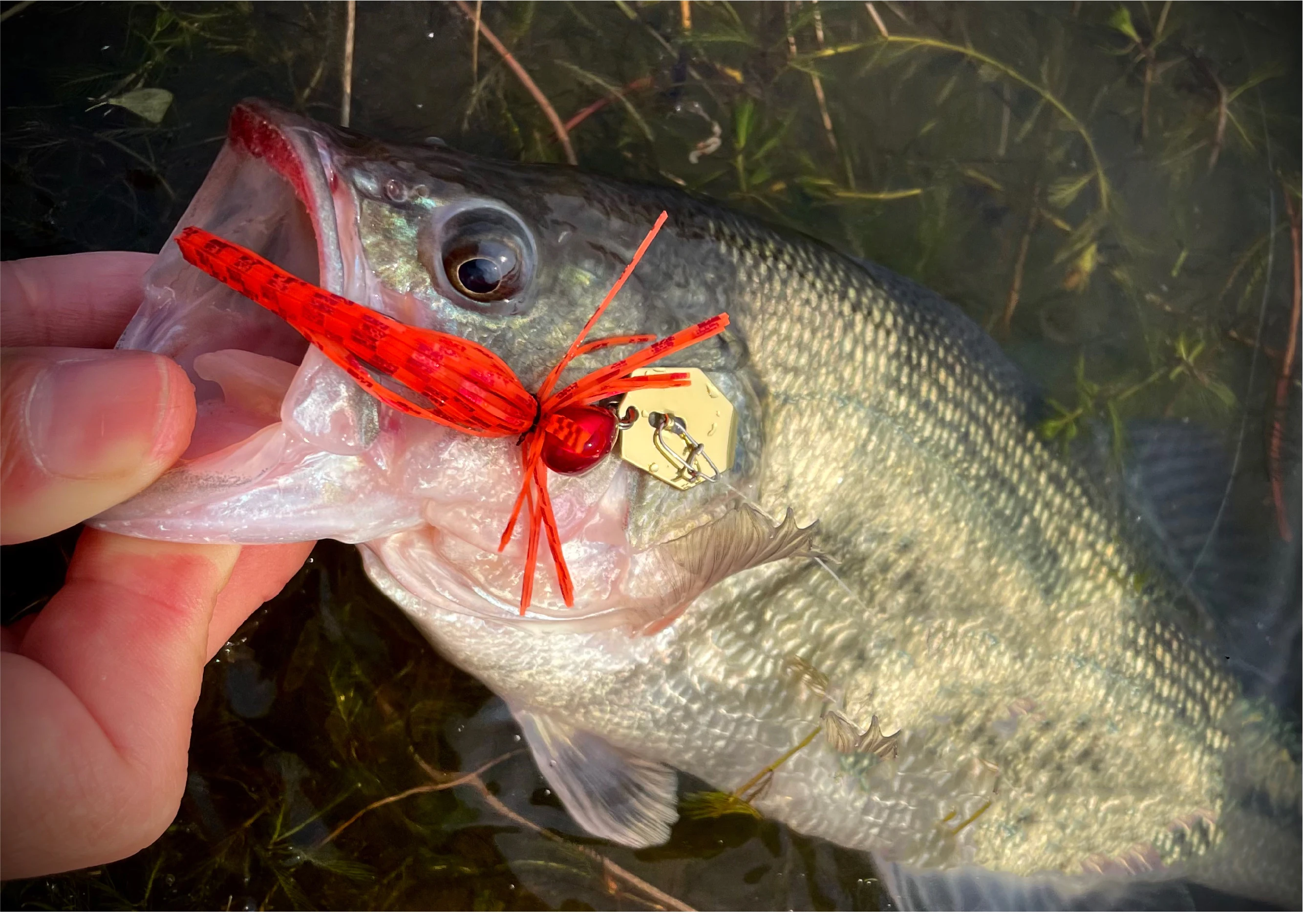 CAST&CATCH Vibrationsmal – 3,5 g/5 g Klingenköder mit Rock | Chatter Bait für Barsch, Barsch, Hecht, Crappie, Angeln, Barsch, Zander, Angeln – Detail 1