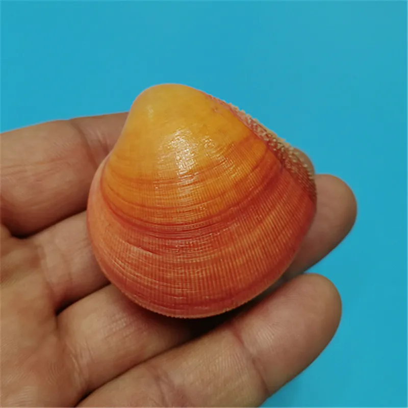 Natural Rare Conch Shell Cardioidae Fish Tank Aquatic Landscape Decoration Mediterranean Home Collection Decoration Sea Shells