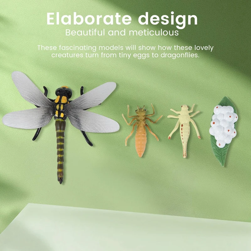 Life Cycle Of A Dragonfly Insects Life Cycles Growth Model Children Animal Growth Cycle Science Educational Toys