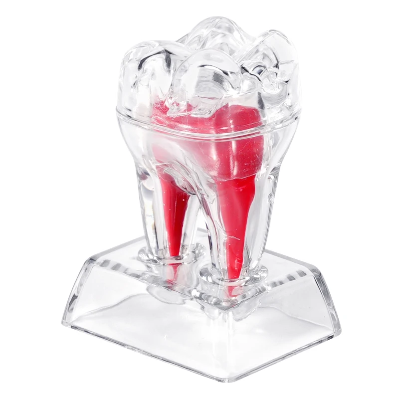 

1PCS Teeth Model Dental Anatomical Structure Detachable Study Teachin Dentistry Clinic Ornament Transparent