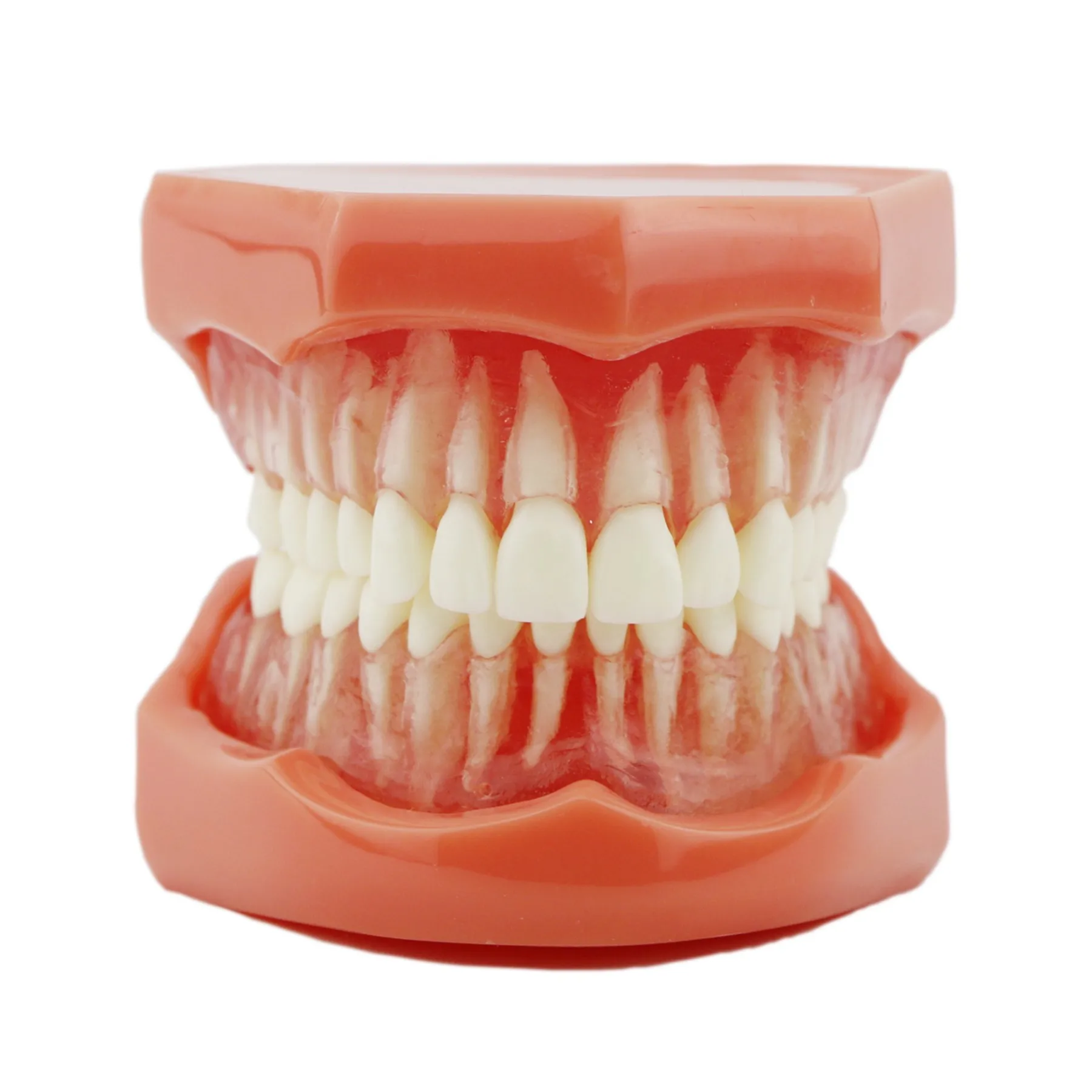 

Dental Removable Teaching Teeth Model Standard Adult Typodont Demonstration M7005