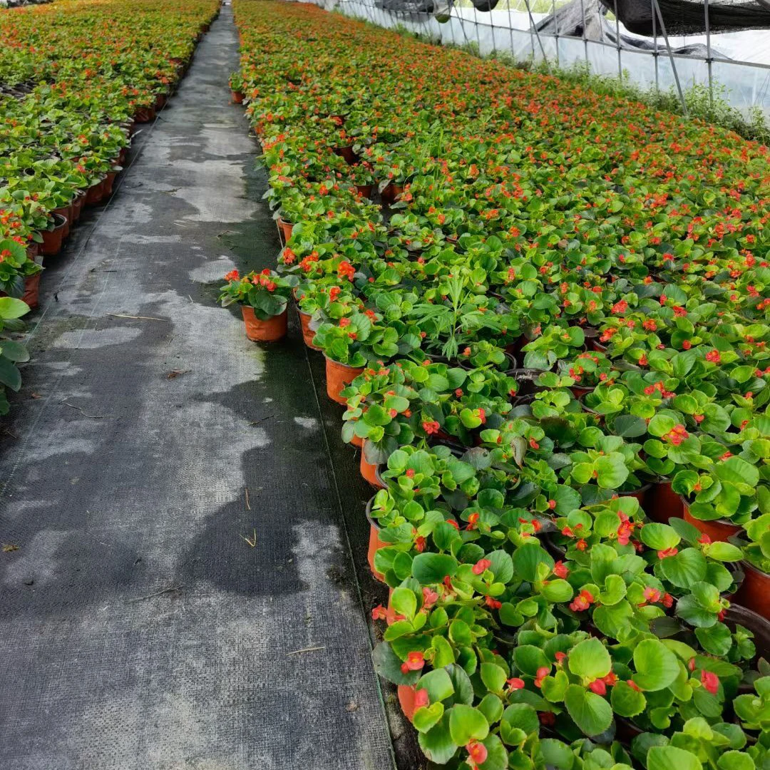 Woven weed control fabric, Weed barrier fabric, Heavy-duty, Anti slip outdoor mat, Plant protective cover, Weed control and pest