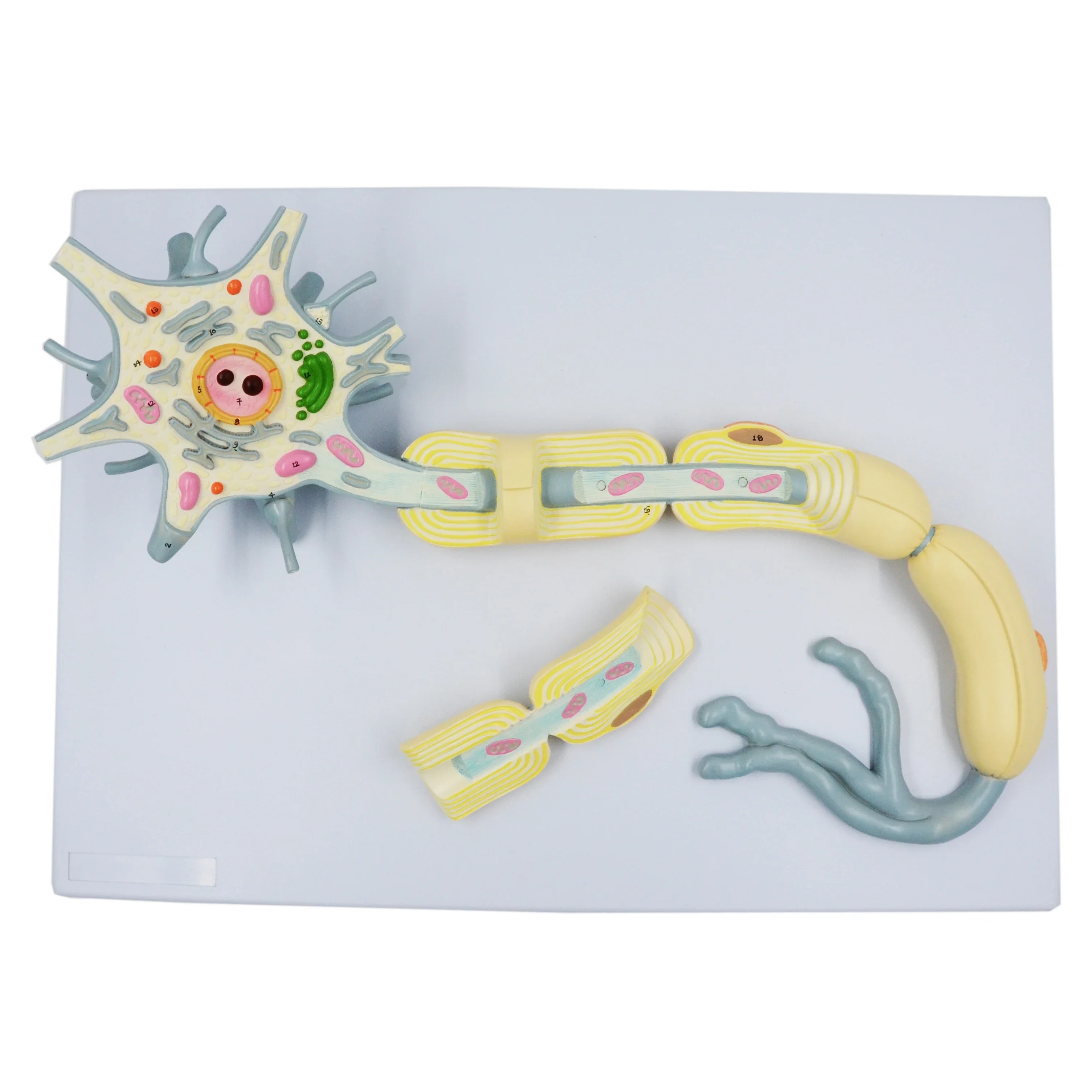 Gelsonlab HSBM-504 High Quality PVC Anatomical Neuron Model Nerve Physiology System For Medical Schools And Training