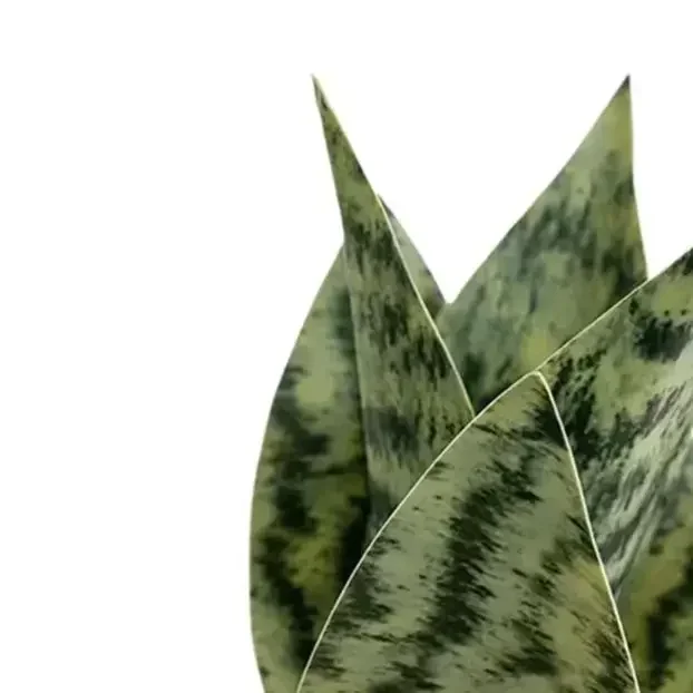 

Artificial Plants Realistic Soft PVC Snake Plant Low-Maintenance Greenery For Every Room! 25cm Height Artificial Plant Decor