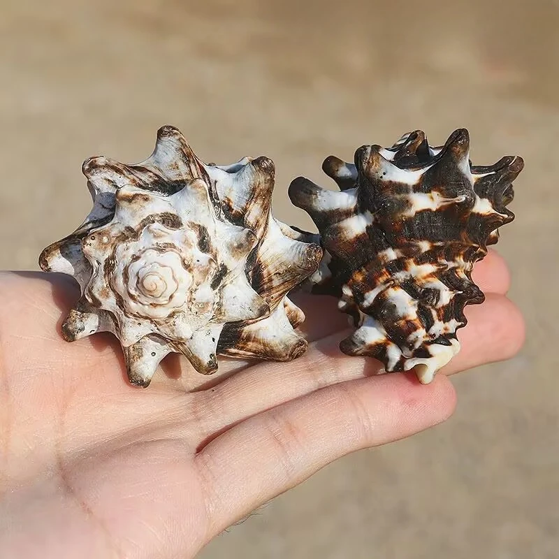 Natural Conch Shell Black Fist Snail Cow Snail Hermit Crab Replacement Shell Shooting Props Fish Tank Landscaping Decoration