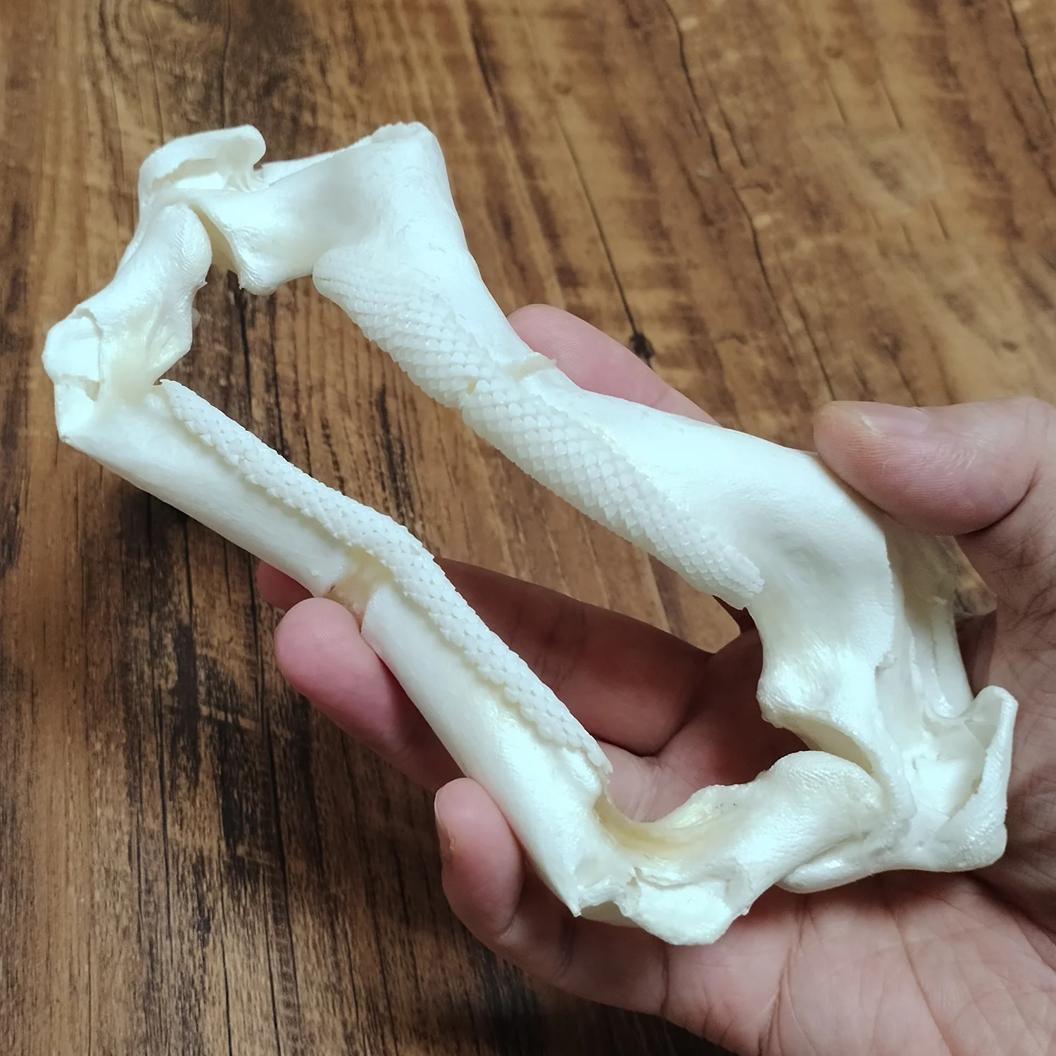

Большой скелет для рта Ratomorpha, натуральные коньки, зубы, аутентичные образцы глубоководной рыбы, рыбья кость, скелет животного, уникальные подарки