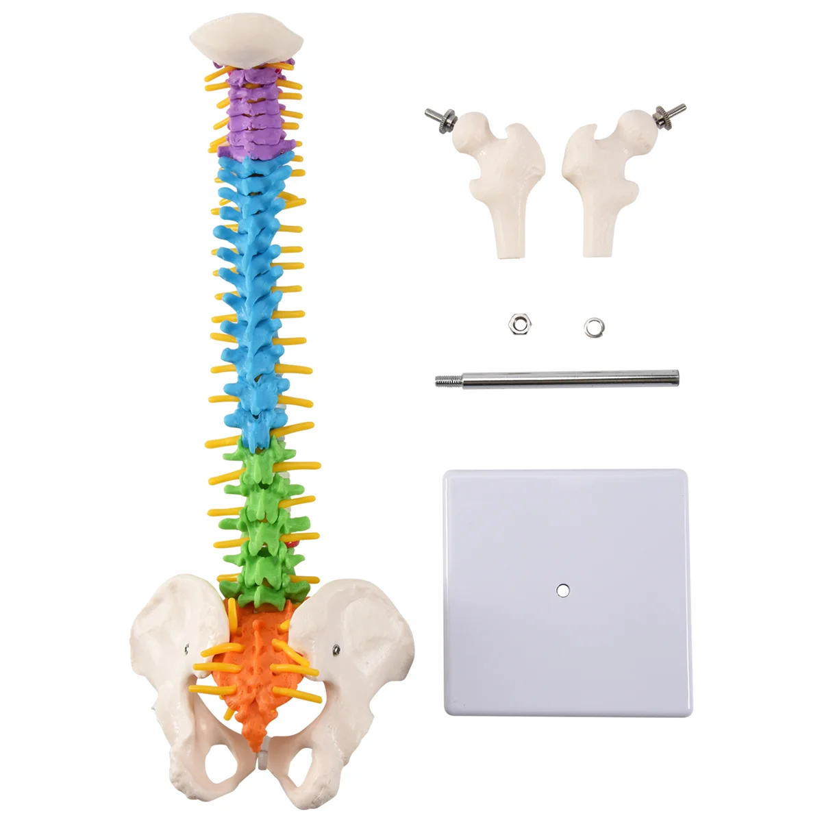 

45Cm with Pelvic Human Anatomical Anatomy Spine Spinal Column Model Teaching Resources for Students