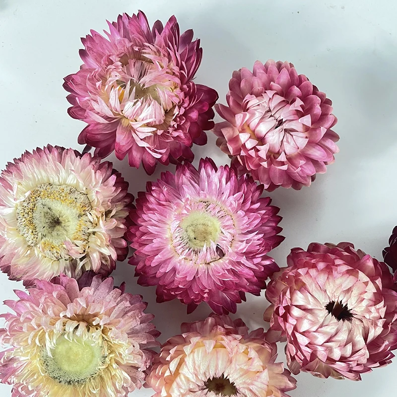 500g 1000g Getrocknete Gänseblümchen Natürliche Blumen Trockenstroh Chrysantheme Köpfe Hause Tisch Dekor DIY Handwerk Kerze Hochzeit Party Dekoration