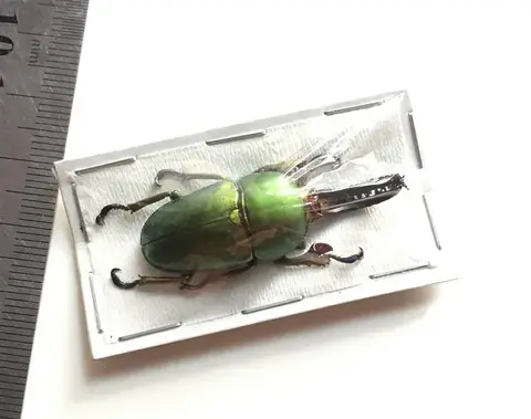 실제 곤충 표본 육족류 책상 홈 데코 감상 교육용 홈 장식 액세서리 거실 어린이 선물