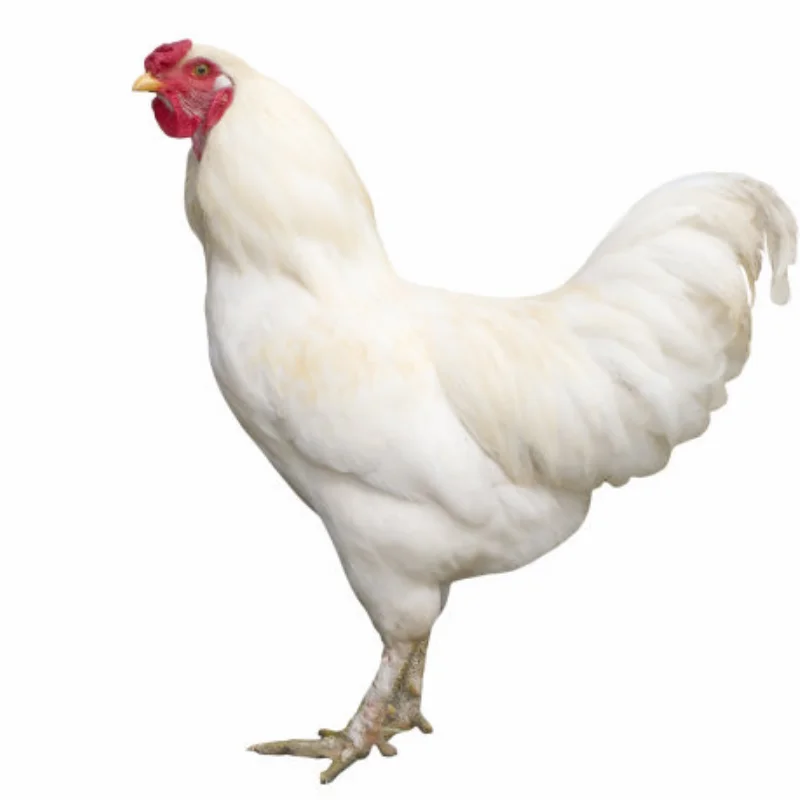 Center Slider Aandrijfas voor ARRMA 1/10 SENTON GRANITE BIG ROCK OUTCAST VORTEKS 1/8 TYPHON VENDETTA INFRACTION Upgrade Onderdelen