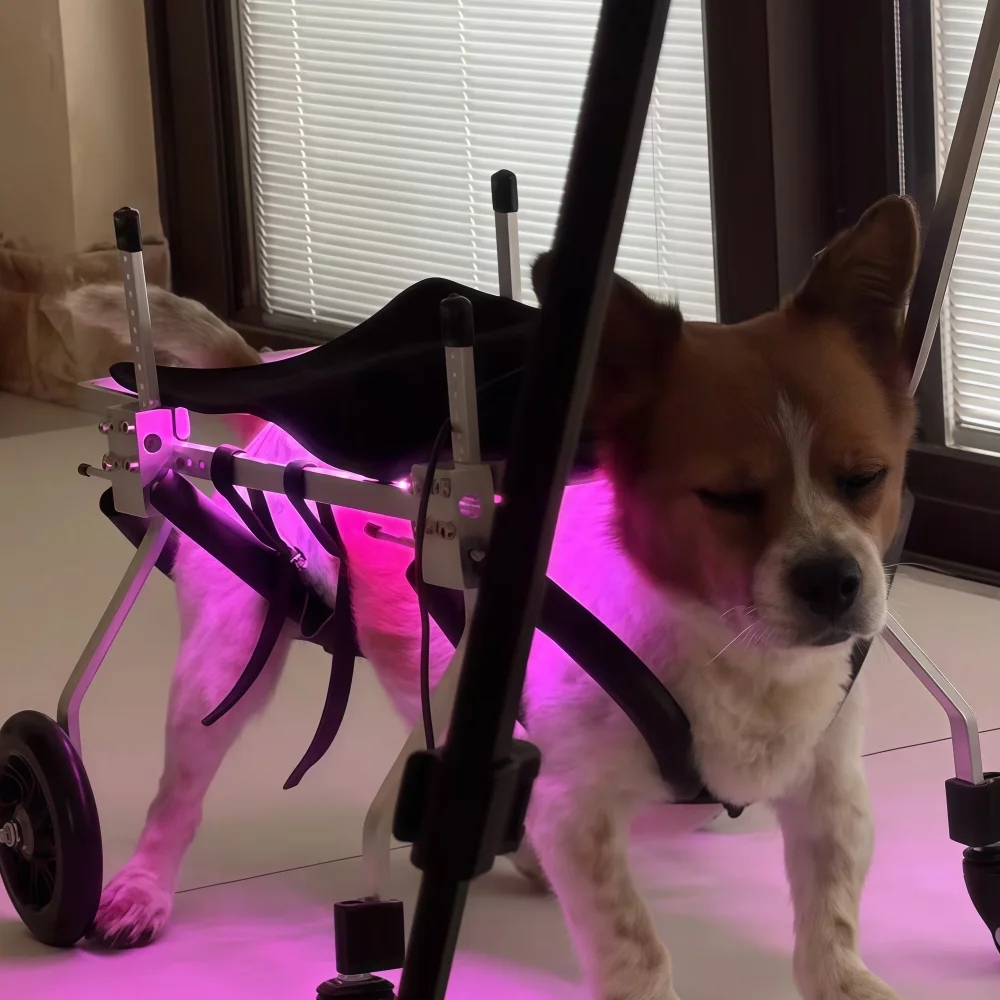 

Professional Veterinary Red Light Therapy Device, LED Physiotherapy Equipment for Dog Pain Relief and Joint Care