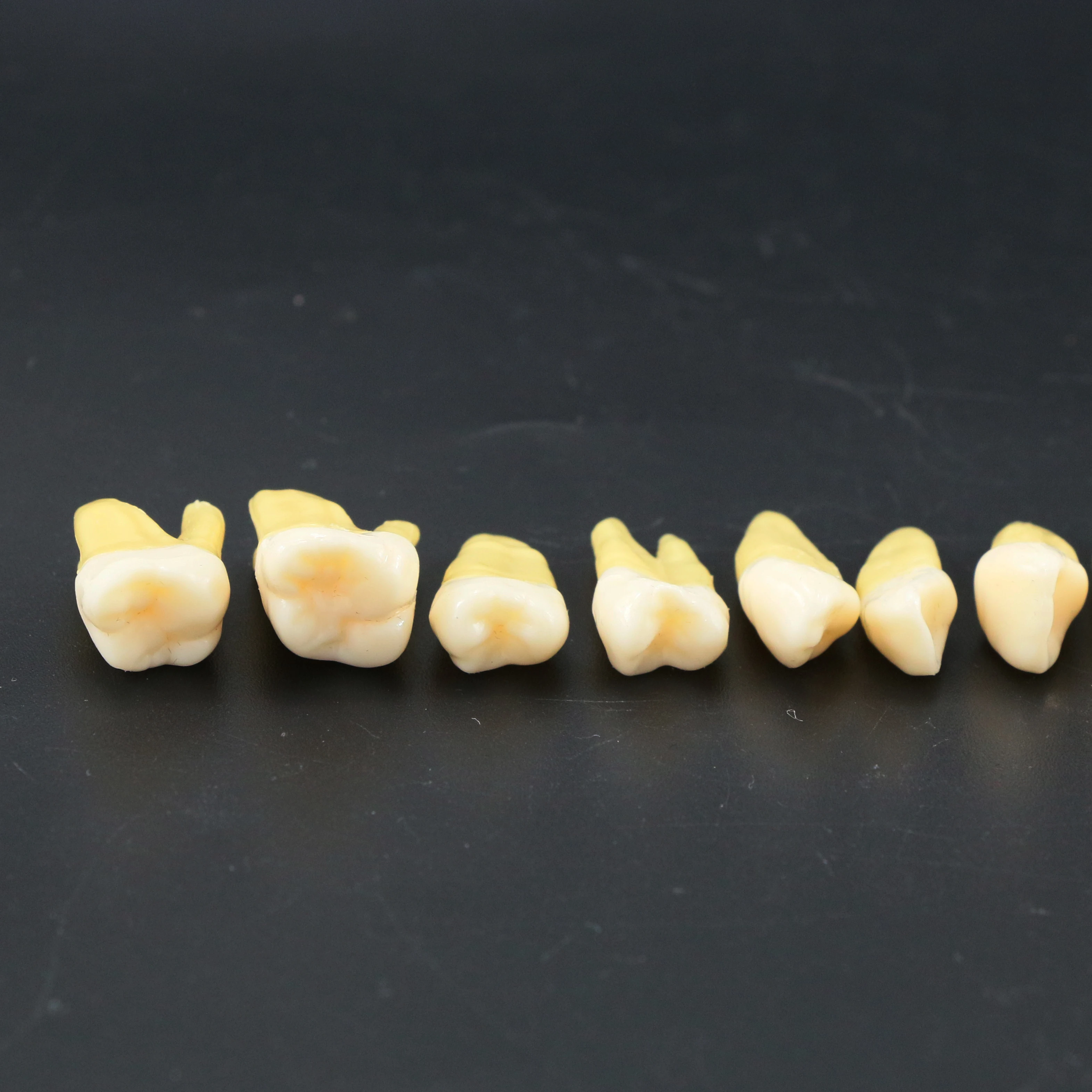 Dental Model Teeth Demonstration Teach 28 Pcs 32PCS 1:1 Full Permanent Adult For Study Tooth M7021 M7022