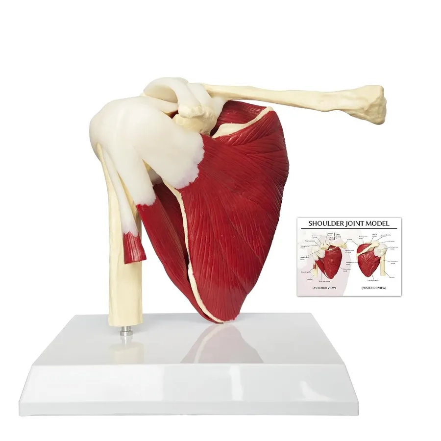 

Muscled Shoulder Joint Model 1:1 Life Size Human Body Right Shoulder Scapula Anatomy Model with Ligaments Joint Bone with 3D Re