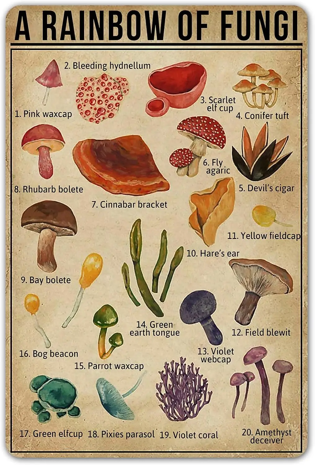 SmartCows A Rainbow of Fungi Vintage Tin Sign Mushroom Fungi Knowledge Metal Signs Nature Lover Wall Art Poster Decor