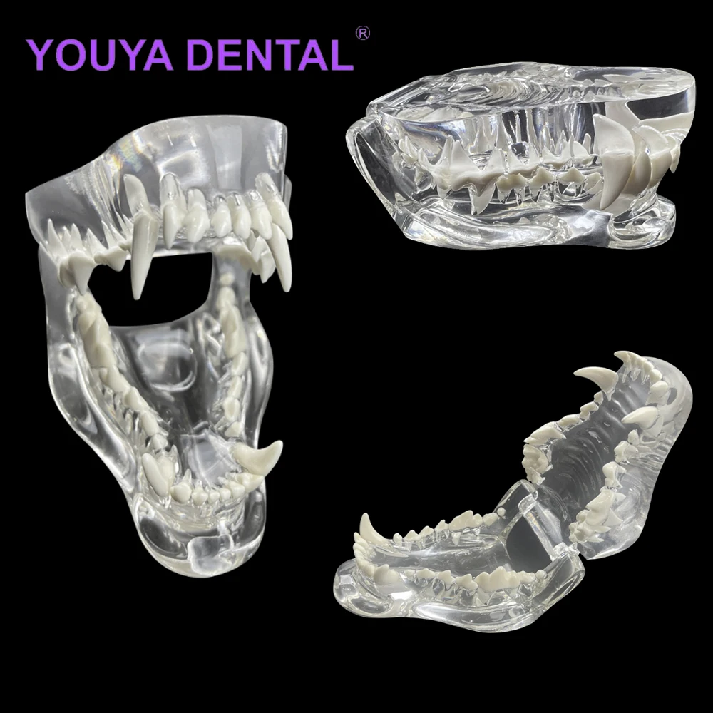 

Dental Clear Dog Oral Teeth Model Pet Clinic Anatomical Tooth Jaw for Veterinary Office Education Decoration Demonstrate Model