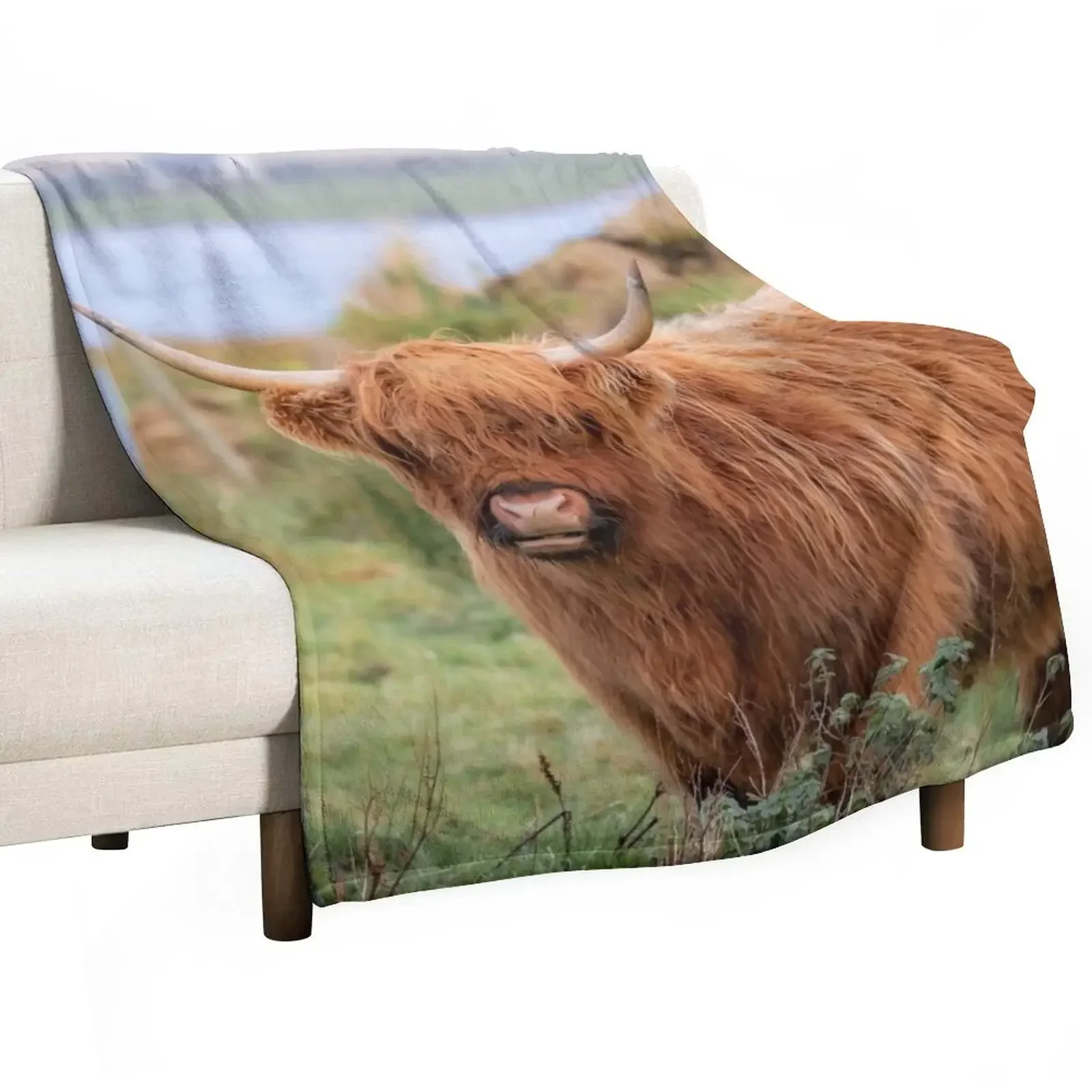 

Long haired Highland cattle - Highland cow, Highlander, Heilan coo - Thurso, The Highlands, Scotland Throw Blanket