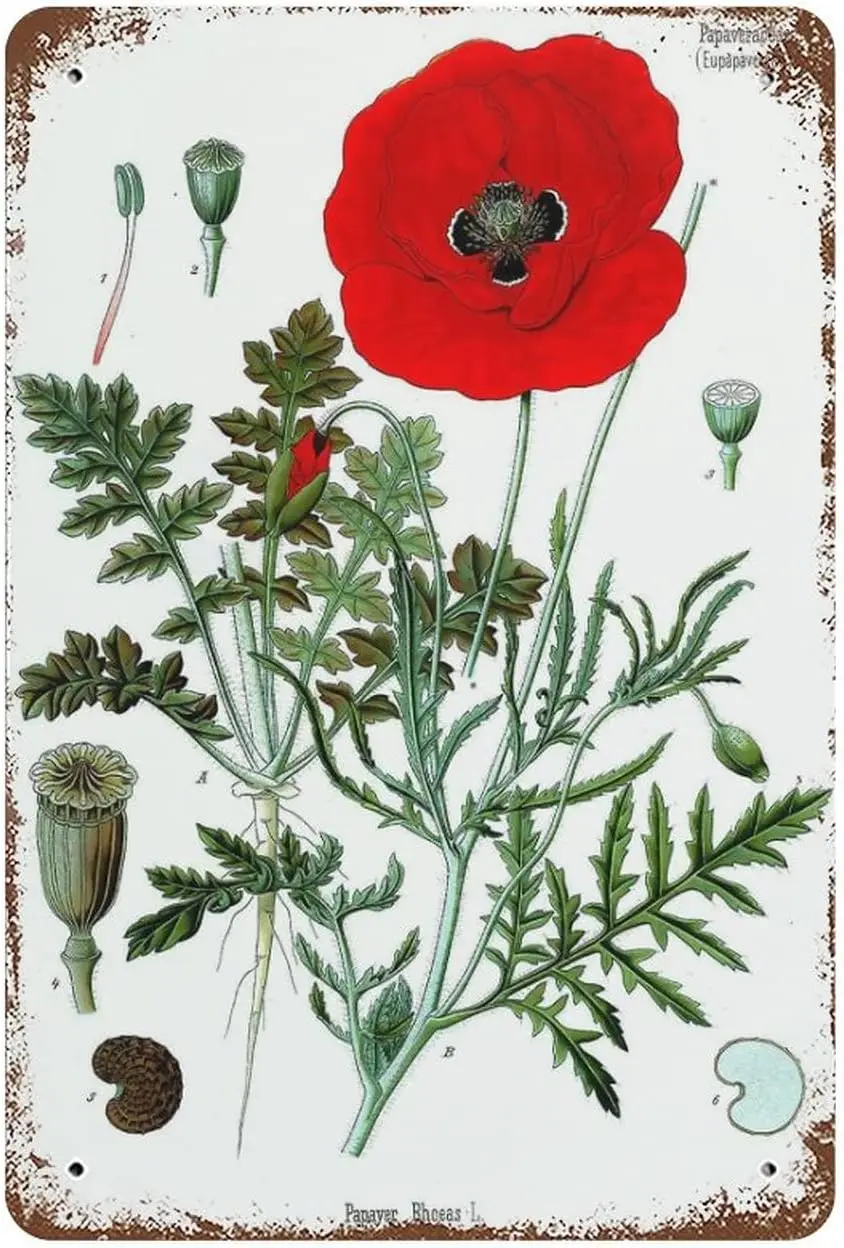 Винтажная металлическая жестяная вывеска с красным маком, ботанический садовый декор, цветочный подарок, знак на день Святого Валентина, забавная новинка, кухня, бар, клуб, Gara Винтажная металлическая жестяная вывеска с красным маком, ботанический садовый декор, цветочный подарок, знак на день Святого Валентина, забавная новинка, кухня, бар, клуб, Gara