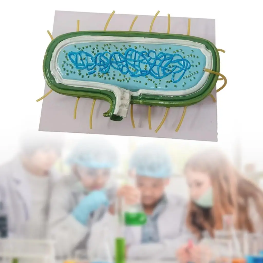 Anatomy Model Enlarged Biological Model Basic Teaching Cytoplasmic Membrane Prokaryotic Bacteria for Students