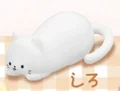 white cat