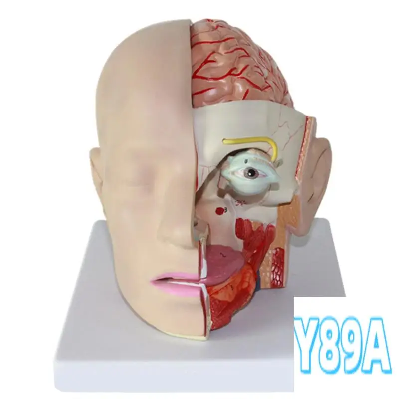 

GO-Human Head Anatomy Model Head Brain Cross-Section Anatomy For Science Classroom Education Learning Teaching Display