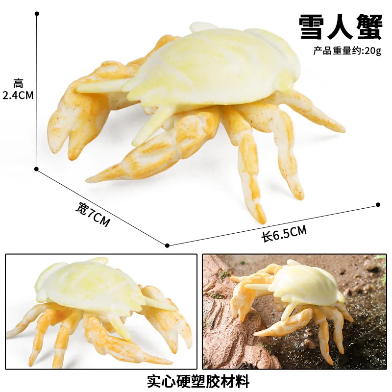 42 نوعًا من شخصيات حيوانات المحيط نوتيلوس أنومالوكارس تماثيل الحياة البحرية القديمة التعليمية ثلاثية الأبعاد هدية للأطفال #5