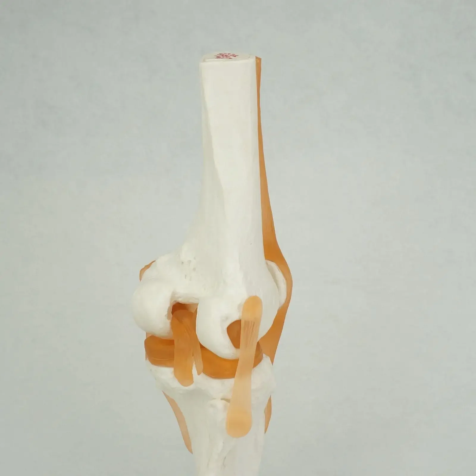 PVC Life Size Knee Joint Anatomical Model Skeleton Human Medical Anatomy for Medical Science Teaching