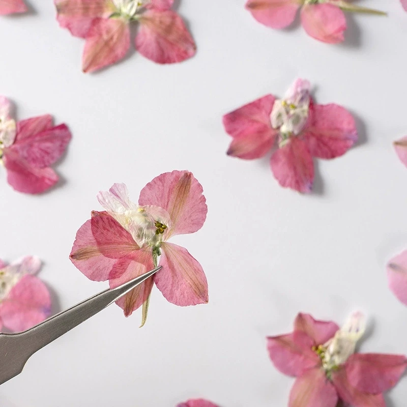100Pcs Houndstooth Flowers, Pressed Flowers, Resin Flower Materials, DIY Phone Case Dried Flower Petals, Plant Specimens, Real Flowers for Teaching