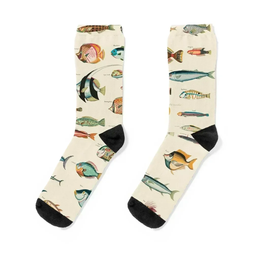

Best Dad Gift! Vintage 1700's Fish Illustrations Socks Sports designer brand custom sports happy Socks For Girls Men's