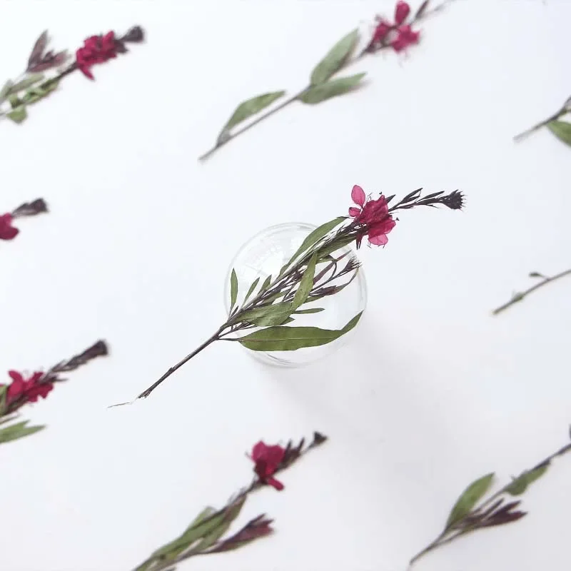 11-17CM/12,24PCS Real Natural dried pressed Gaura lindheimeri flowers Branches,Dry Press White Gaura For Epoxy Resin,Candle