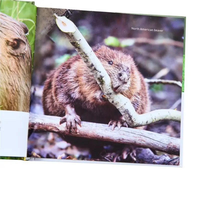 Il libro Beaver Hugh Warwick Graffeg Libri 9781914079214 Libro