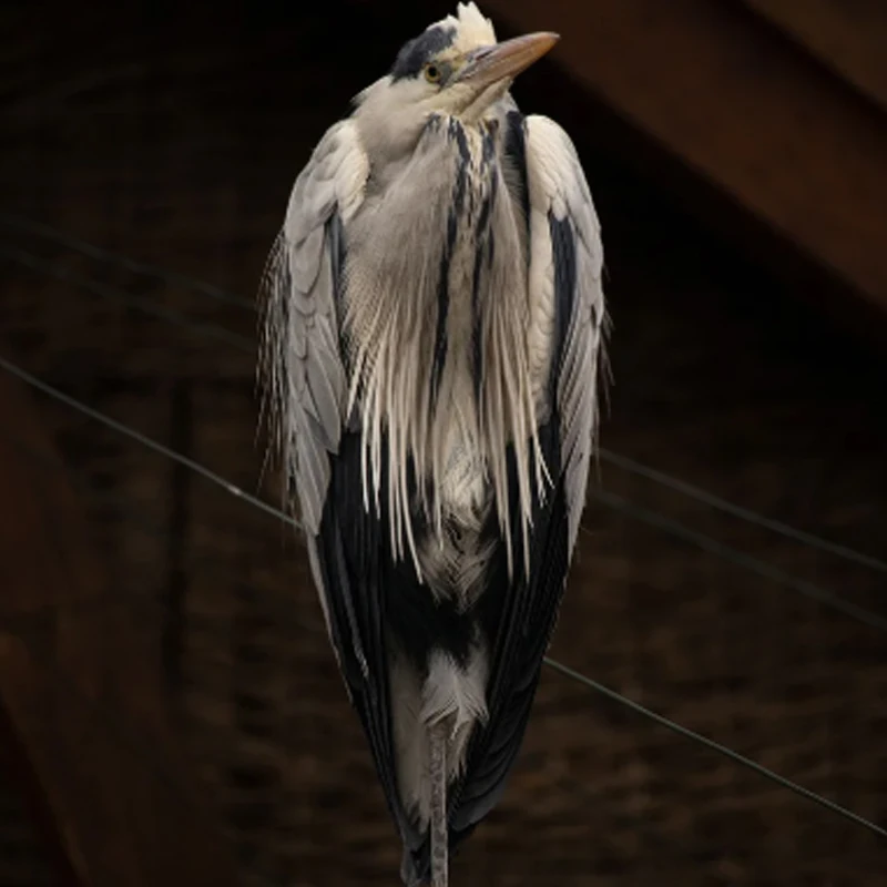 

HappyModel EX1102 1102 9000/10000KV 2-3S Brushless Motor for Mobula7 HD 75mm/85mm Tinywhoop Drones