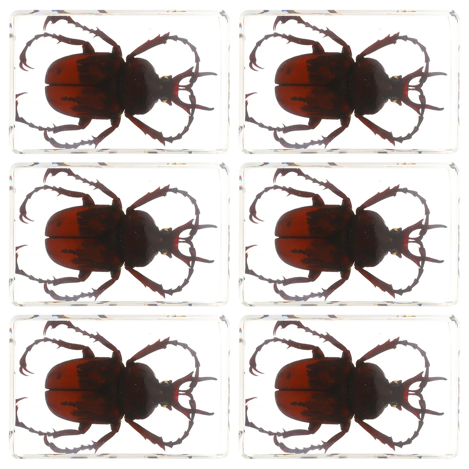 6Pcs Realistic Resin- Beetle Spider Scorpion Collection for Scientific Education Teachers Kids Home Office Decor Biology