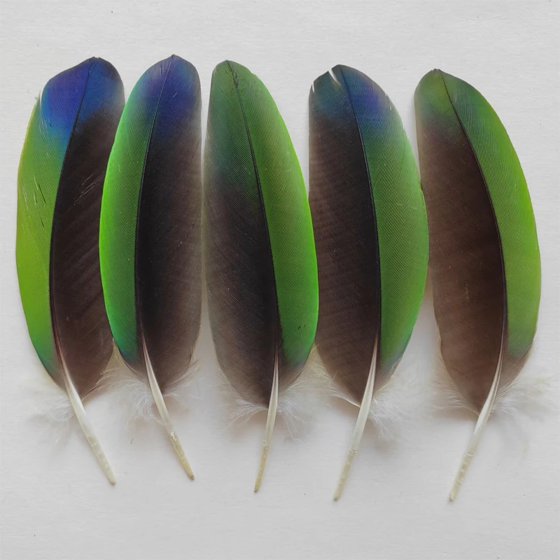 5Pc Nature Vibrant Green/Red/Yellow Parrot Small Wing Feathers,Captive Raised Real Parrot Feathers,9-14cm long,Very Rare