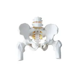 Life size Male pelvis with 2 lumbar vertebrae attached nerves with femoral model medical teaching tools