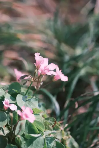 Imagen 2 del producto Filtro de efecto bokeh giratorio de metal, teleobjetivo de enfoque fijo de 43\52mm, fondo giratorio, facula, vórtice, sin filtro suave de vidrio, 77\82mm