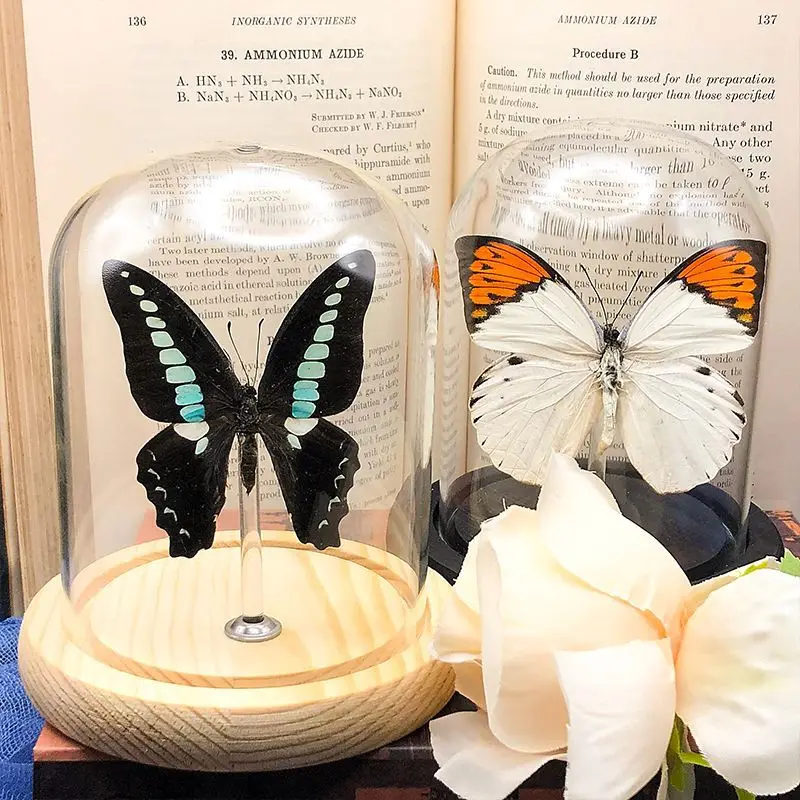 Real butterfly specimen handicraft ornaments birthday gift glass cover dust cover decorative figurines desk decoration home