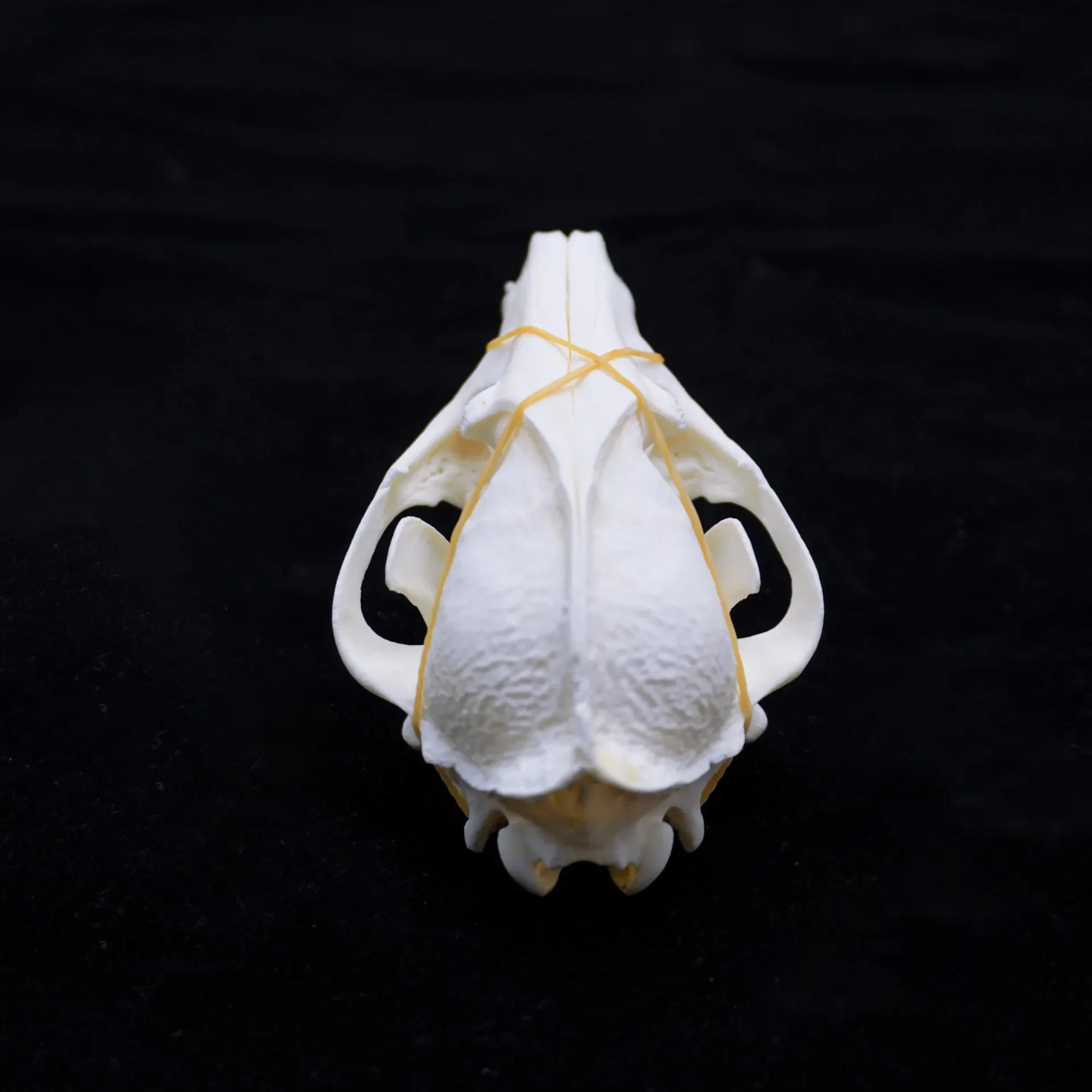 10PCS raccoon Skull Taxidermy Collection Research Display Decoration