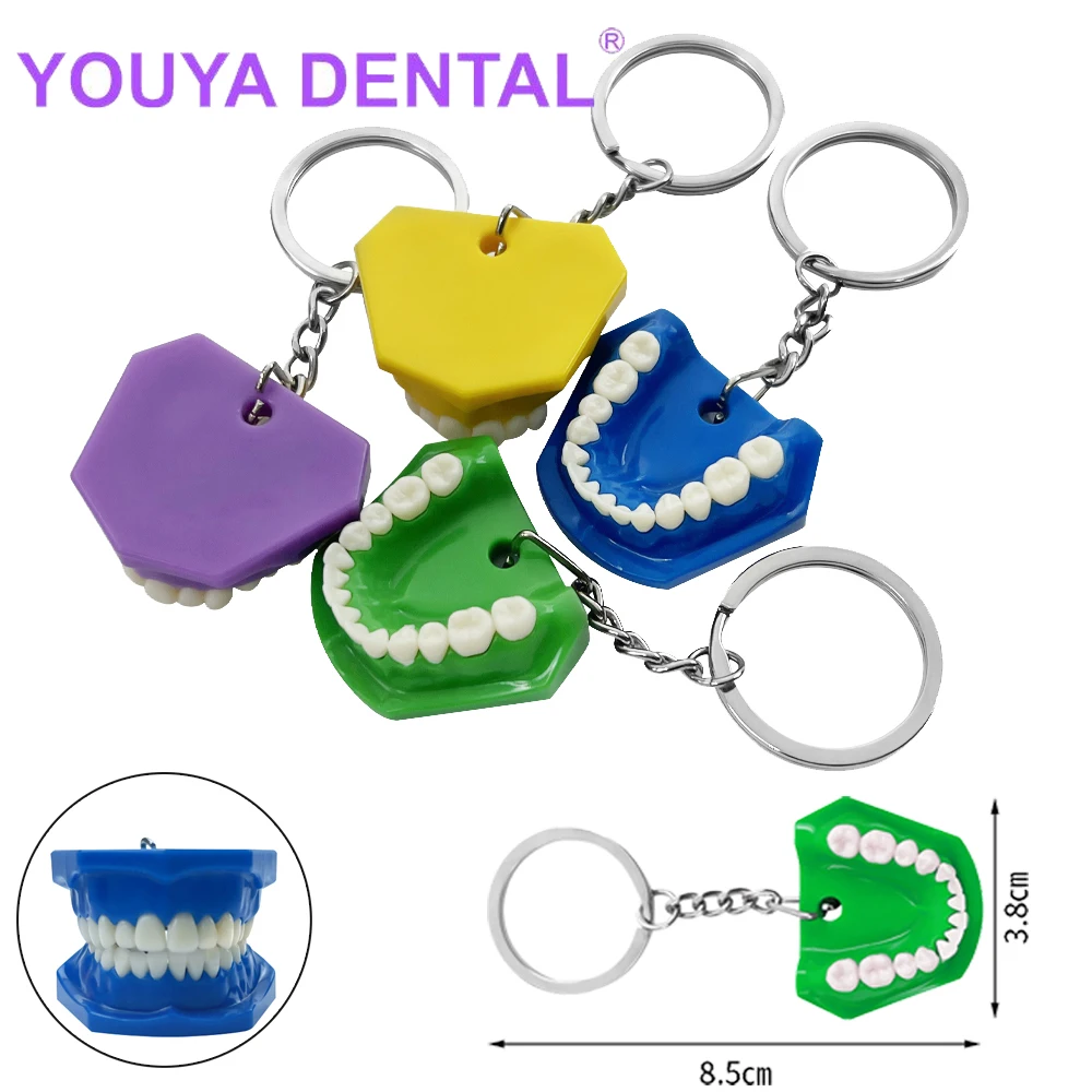 1Pcs Cute Dental Lab Tooth Key Chain Molar Upper Lower Jaw Model Denture Keychains Pendant Keyring Jewelry Dentistry Clinic Gift